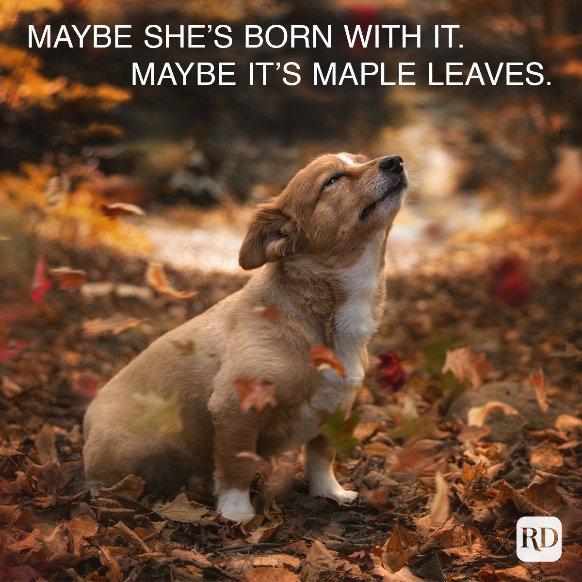 corgi sitting in autumn leaves
