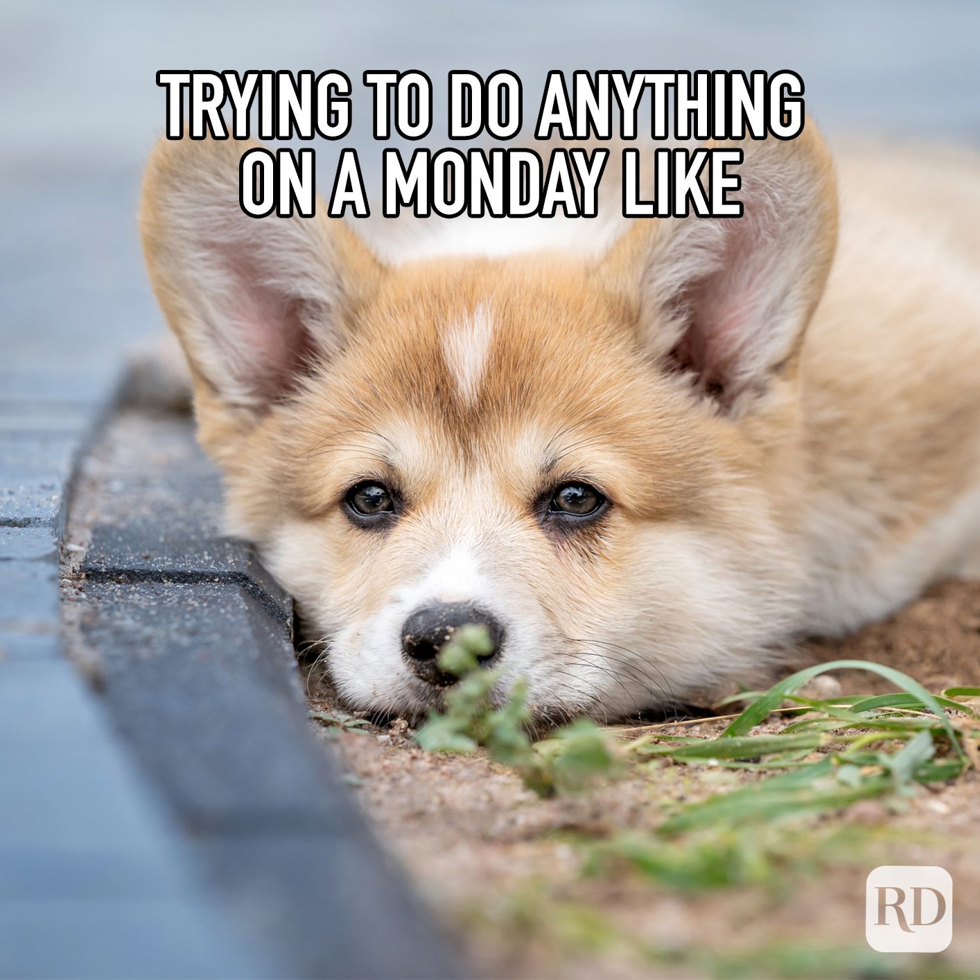 Trying To Do Anything On A Monday Like meme text over corgi laying down