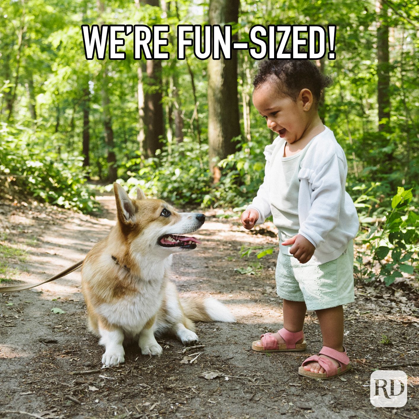 We're Fun Sized meme text over corgi and toddler