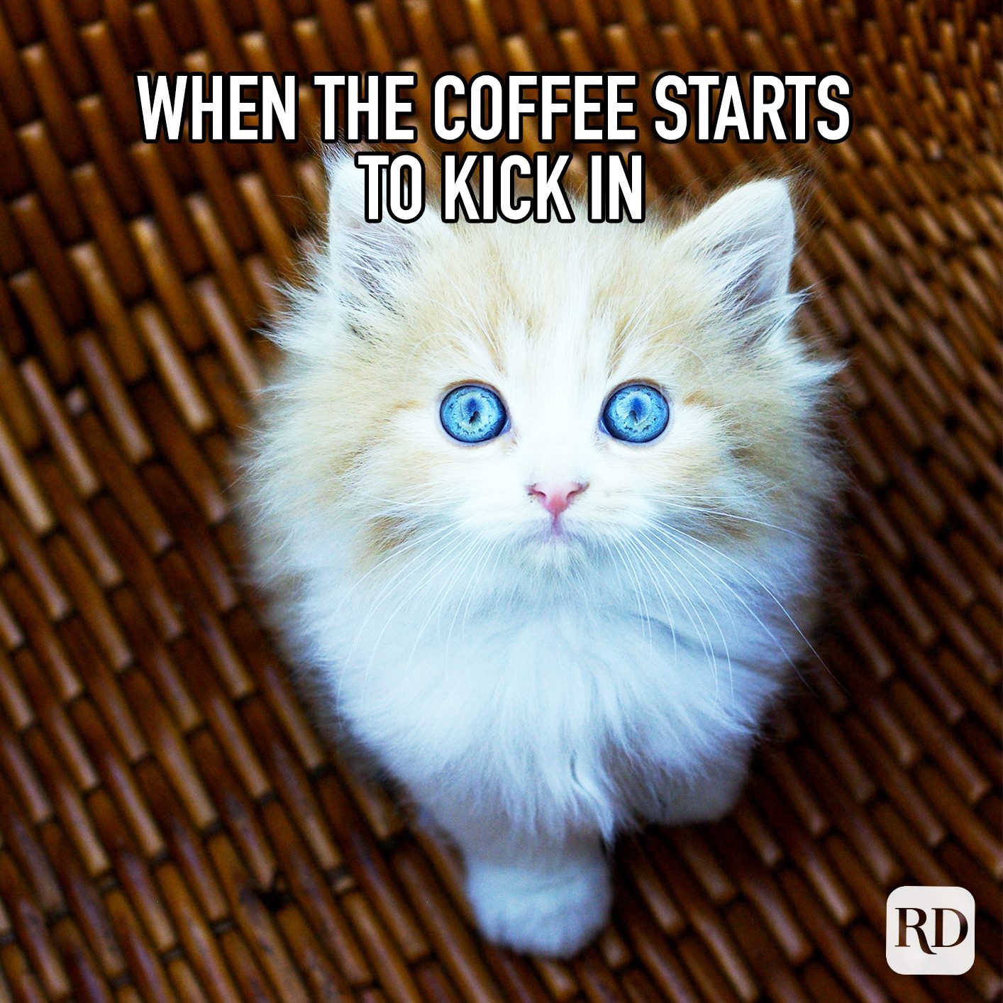When The Coffee Starts To Kick In meme text over image of wide eyed kitten