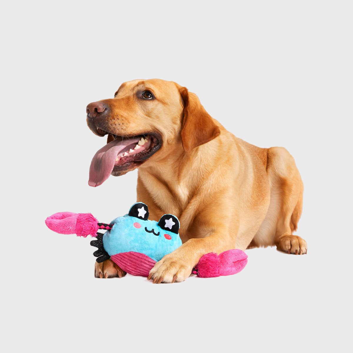 Dog lies happily, tongue out, with a colorful stuffed toy crab on a plain white background.