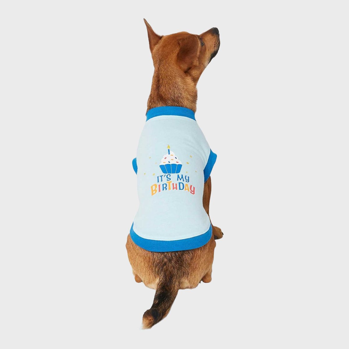 A dog sits wearing a white and blue shirt with "It's My Birthday" text and cupcake graphic, against a plain background.