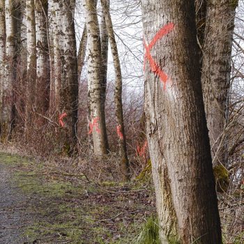Trees marked with red X's stand beside a dirt path in a wooded area.