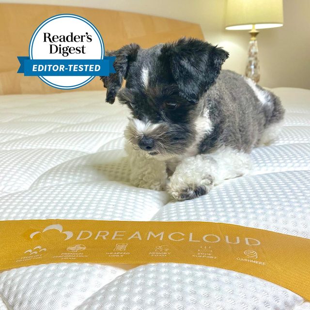Dog rests on a white Dreamcloud mattress in a cozy bedroom. Text on the image reads 