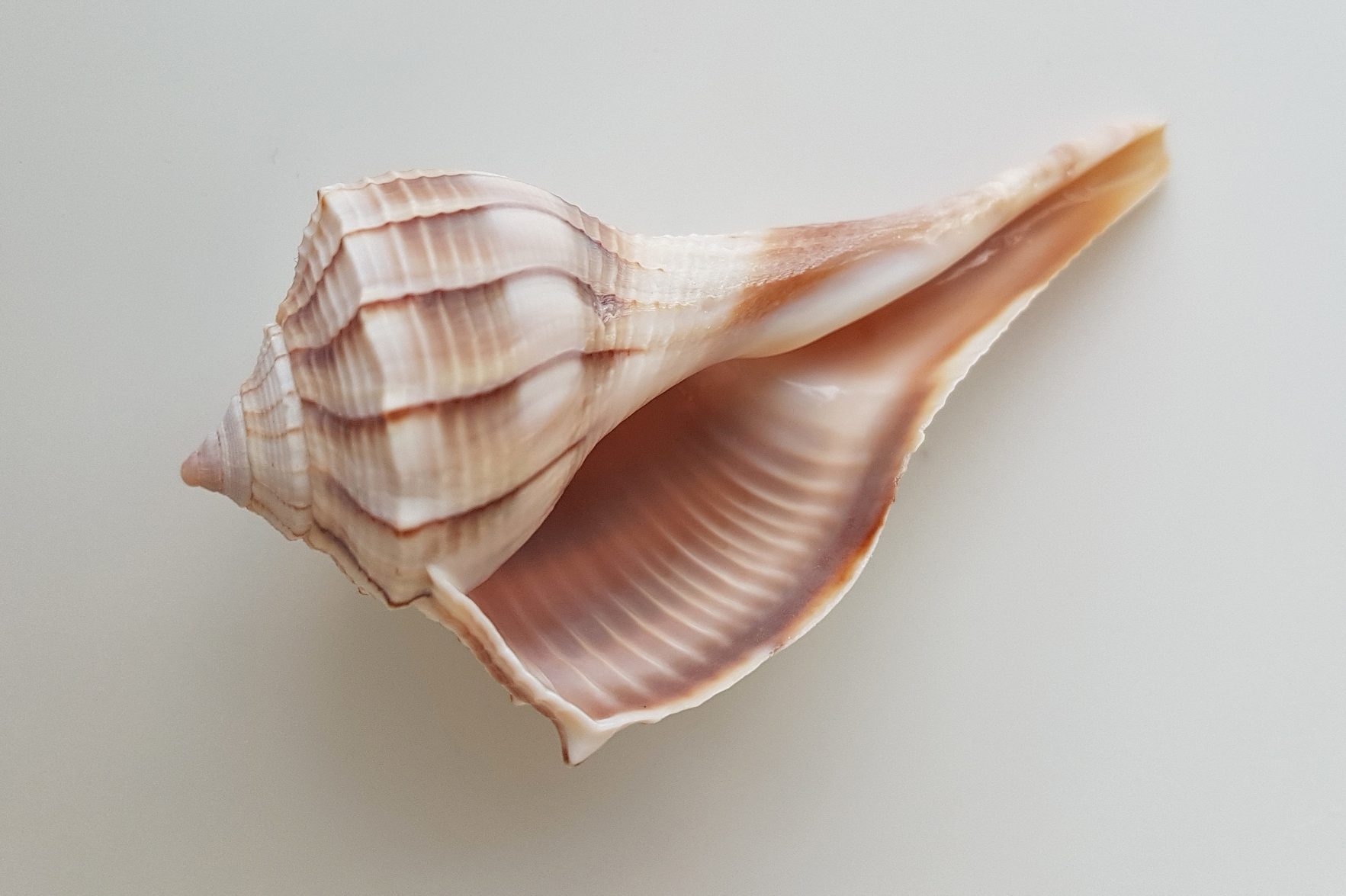 A large, ridged seashell lies on a white surface, showcasing its intricate patterns and soft pinkish-brown hues.