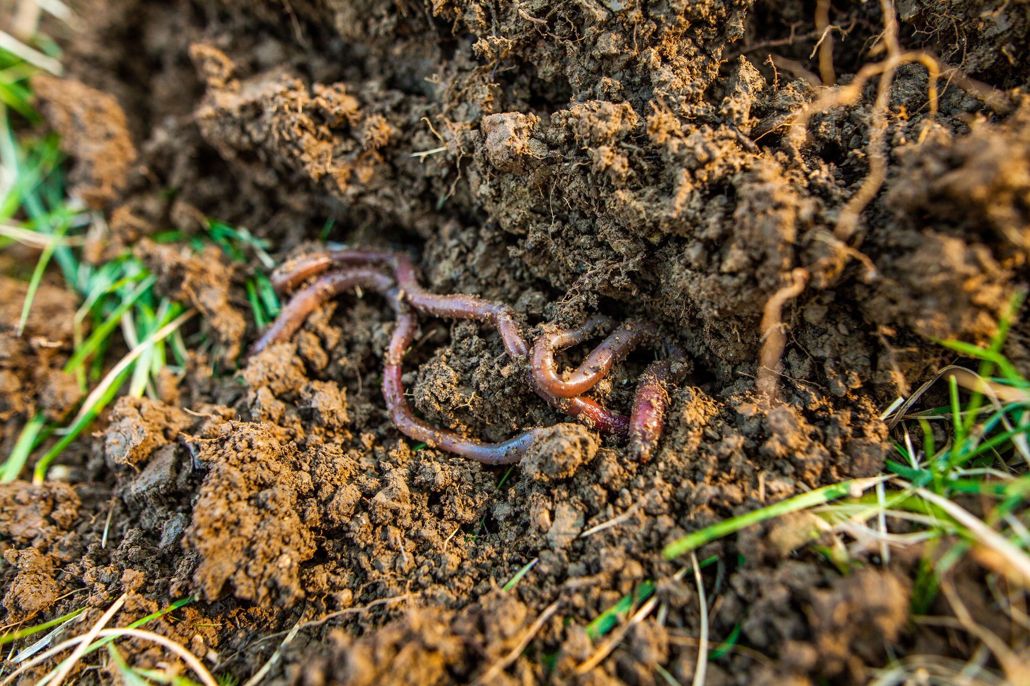 Earthworms burrow into loose, rich soil surrounded by grass, suggesting a garden or natural outdoor setting.