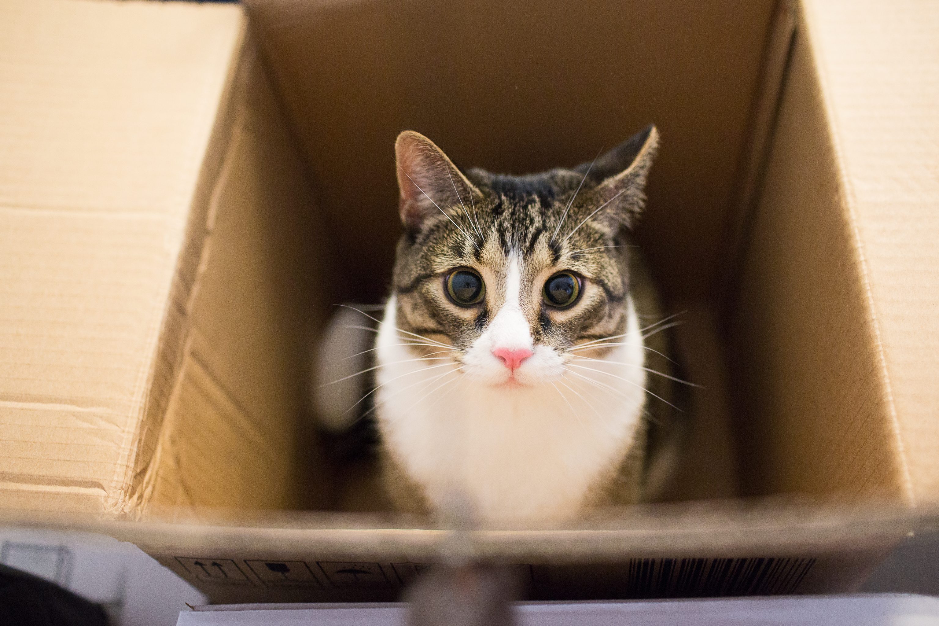 Cat sits inside a cardboard box, gazing upward with wide eyes, surrounded by brown box flaps.