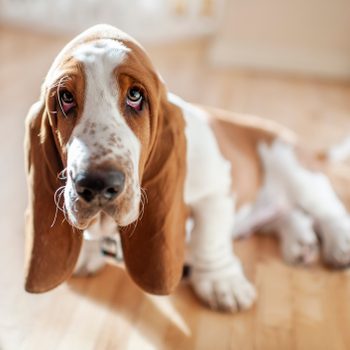 Dog gazes upward, lying on a sunlit wooden floor indoors.