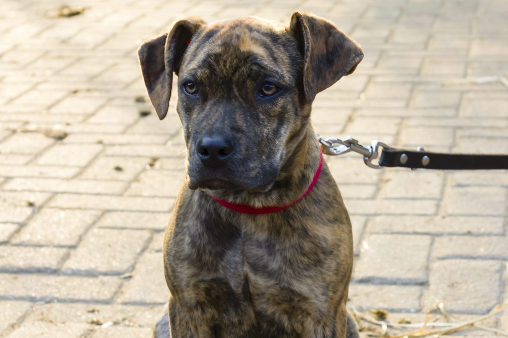 Brindle dog sits attentively on a paved path, wearing a red collar attached to a black leash.