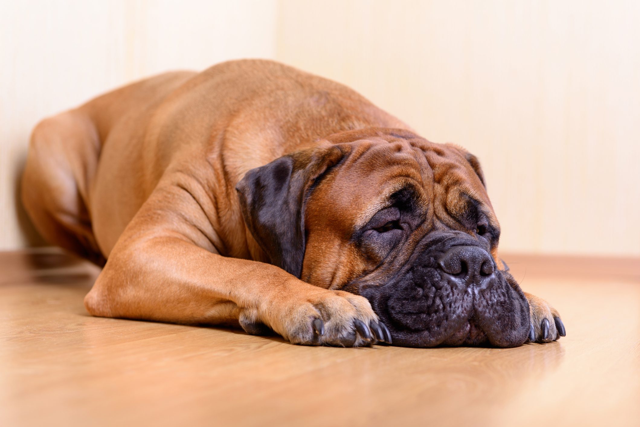 A large brown dog rests peacefully on a wooden floor in a softly lit room.