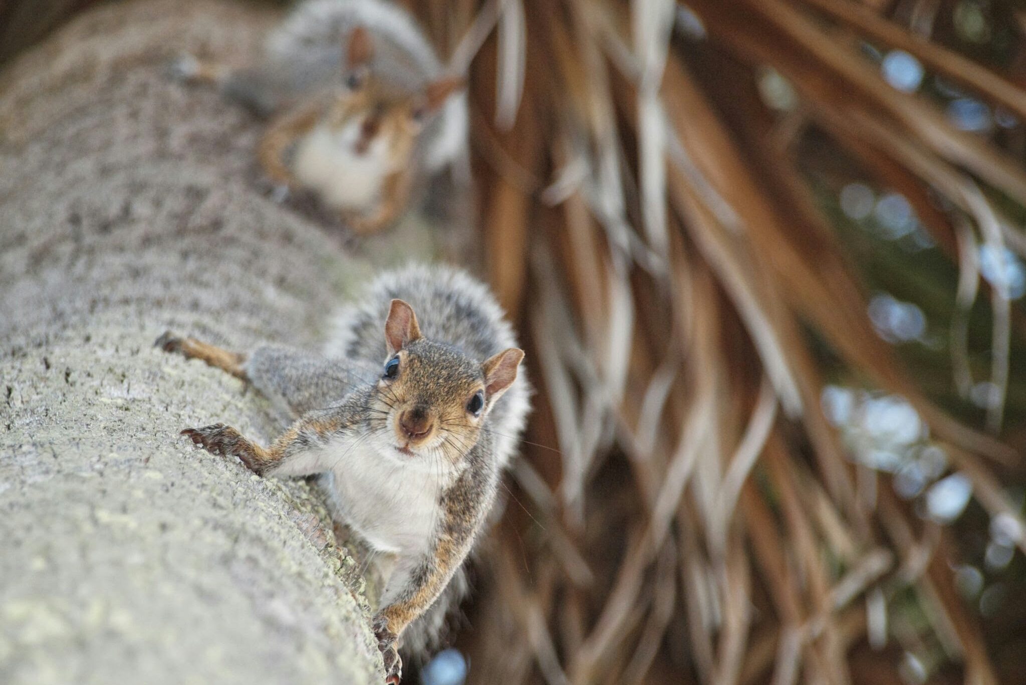 Squirrel climbs tree trunk, another follows behind, with blurred branches in the background.