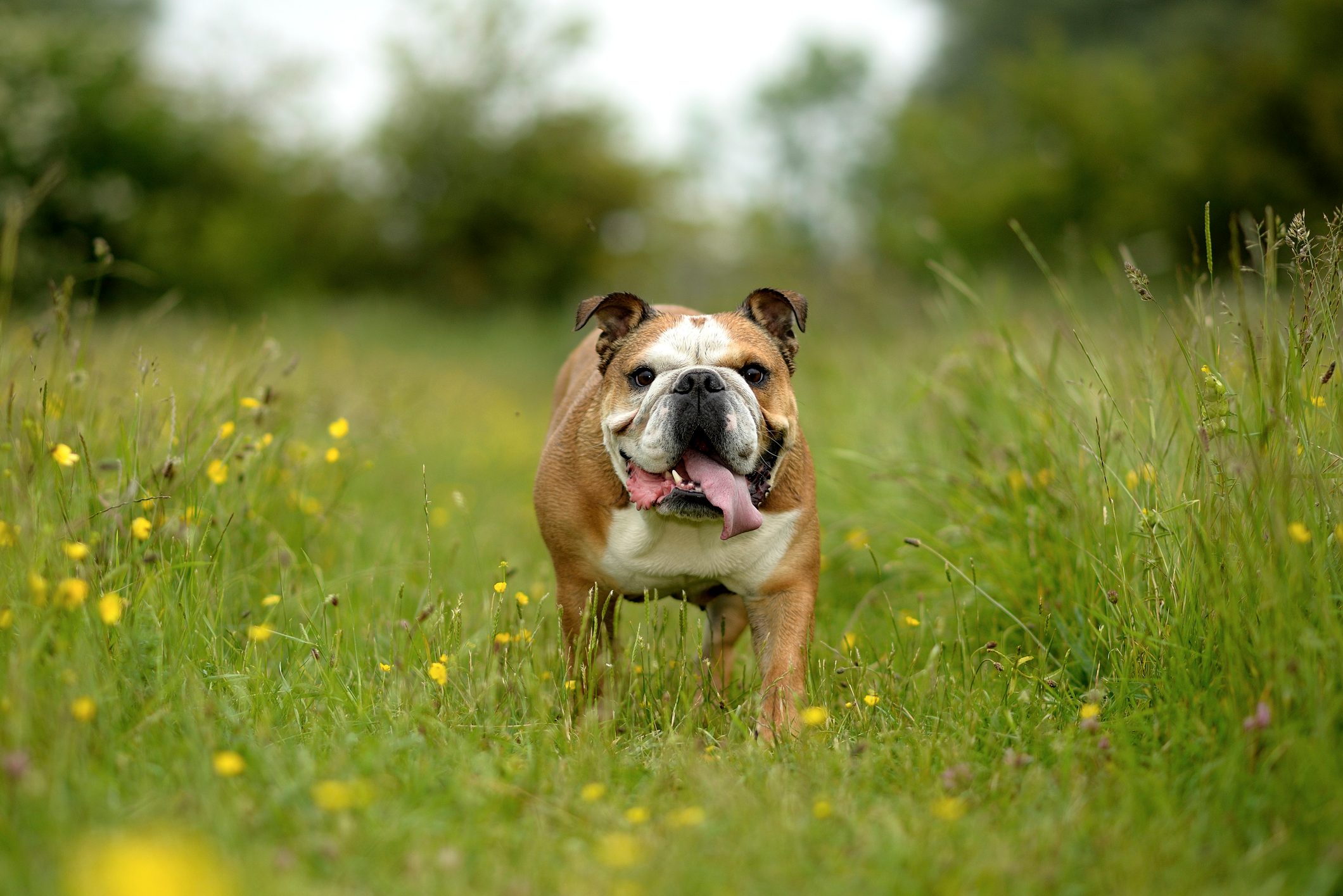 Bulldog walks, tongue out, through a grassy field dotted with yellow flowers, surrounded by blurred green trees.