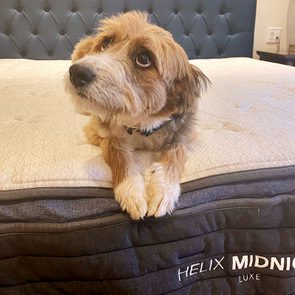 A small dog lies on a beige mattress with 
