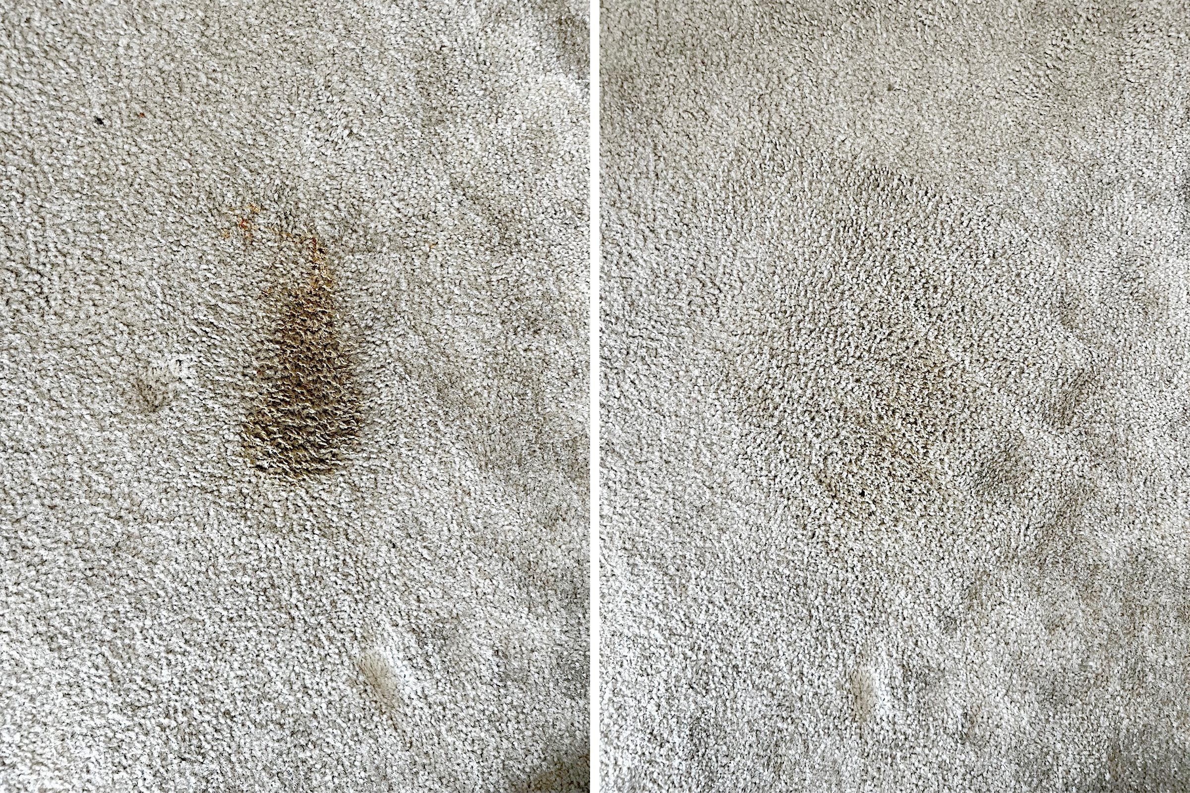 carpet stain Before And After using Angry Orange Pet Odor Eliminator