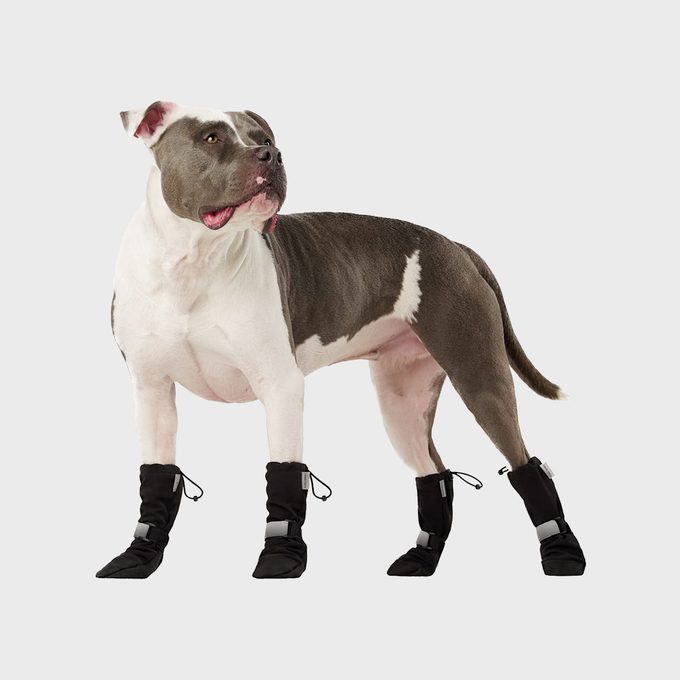 Dog wears black boots, standing against a plain white background, looking off to the side.