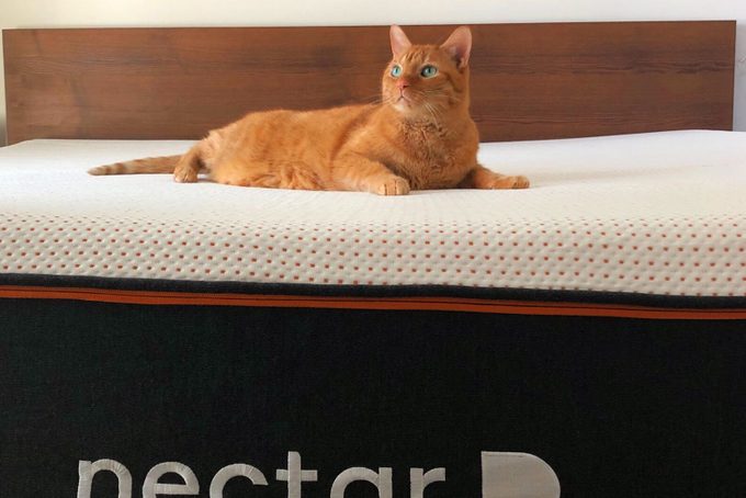 REINA GALHEA/READER'S DIGEST Cat On Nectar Sleep Mattress Reina Glenn