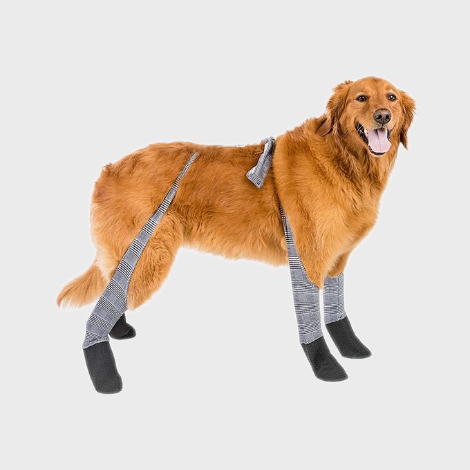 Dog wearing striped leg coverings, standing, on a plain white background.