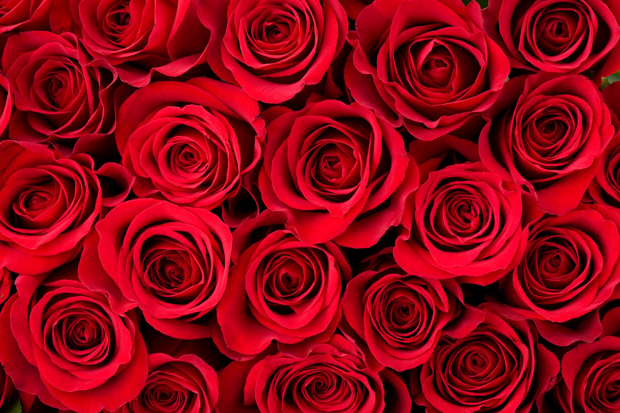 Why Is the Rose a Popular Flower for Valentine’s Day?