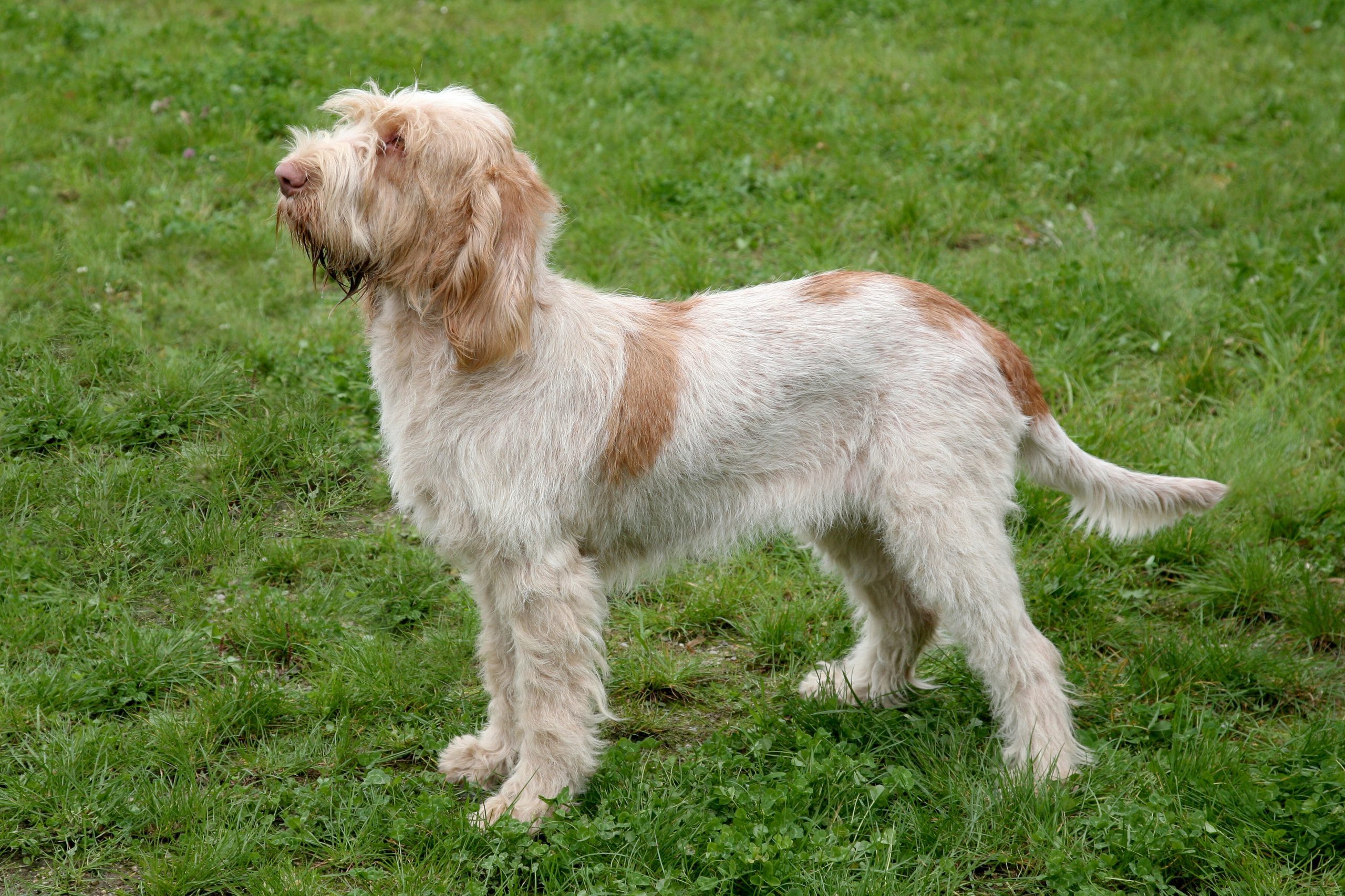 Spinone Italiano dog on a green grass lawn