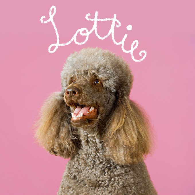 Unique dog name handwritten over an image of a dog