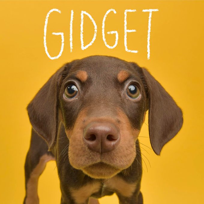 Unique dog name handwritten over an image of a dogog Names 5 Hipster Gettyimages 1124558739