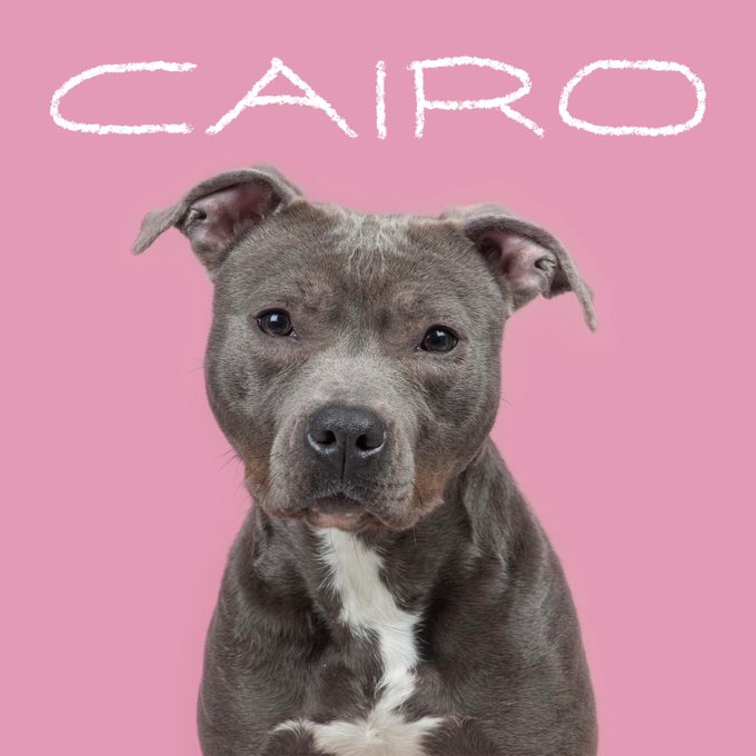 Unique dog name handwritten over an image of a dog