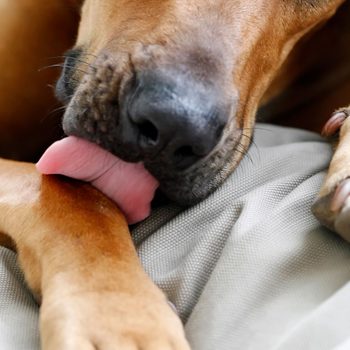 Dog licks its paw, resting on a soft, gray fabric surface.