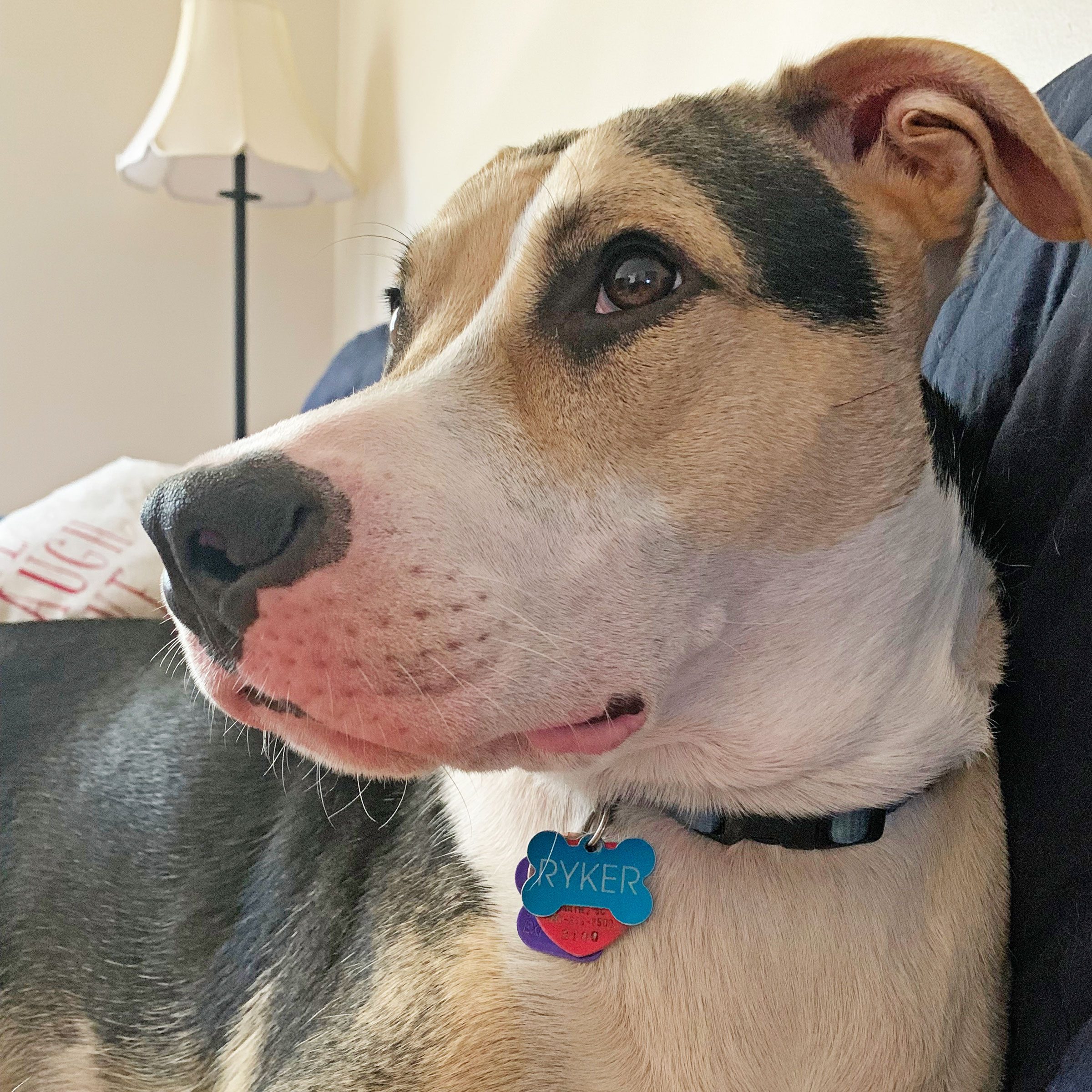 Ryker the dog