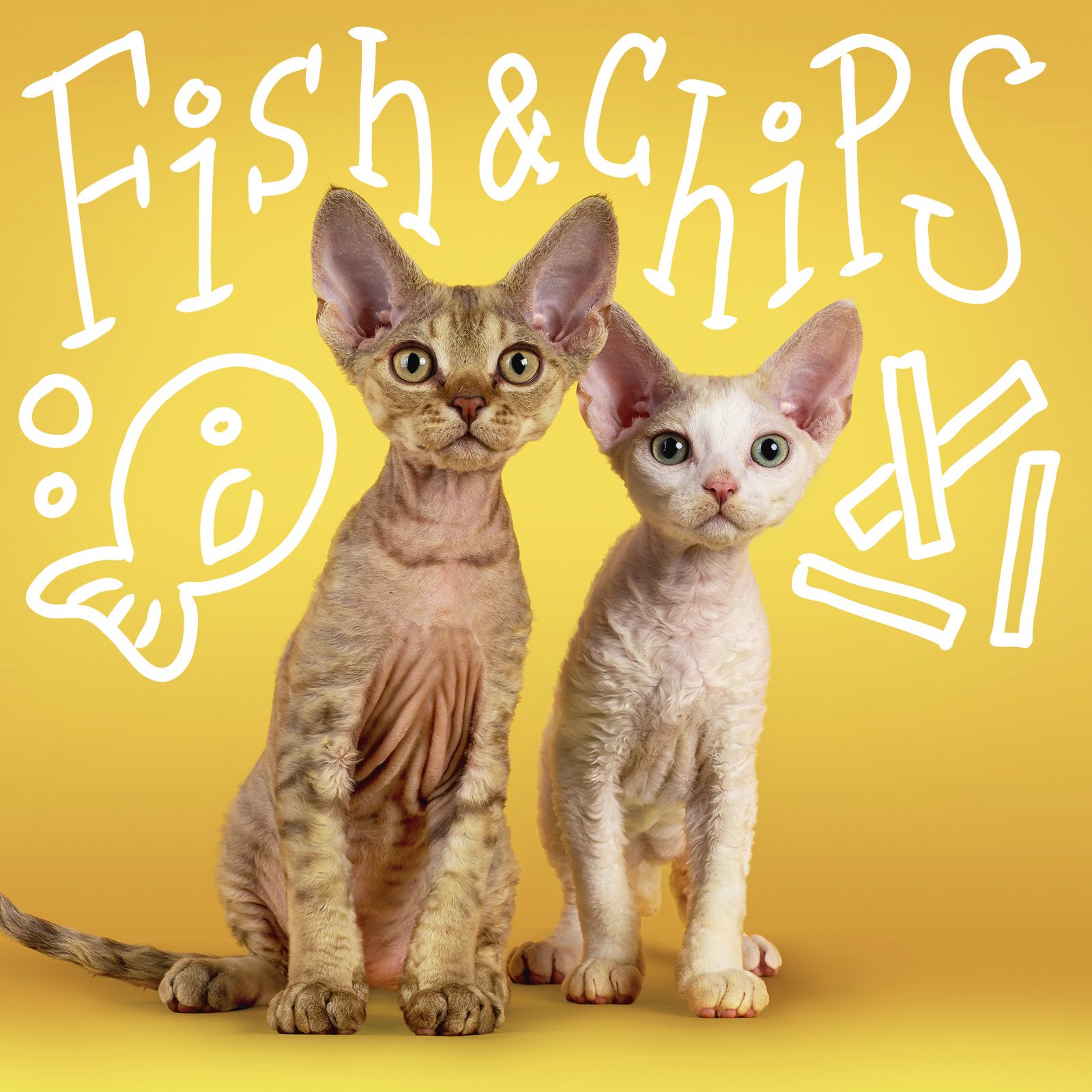 Funny cat names handwritten over a photo of a cat