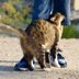Why Do Cats Rub Against You? The Reasons Behind This Behavior