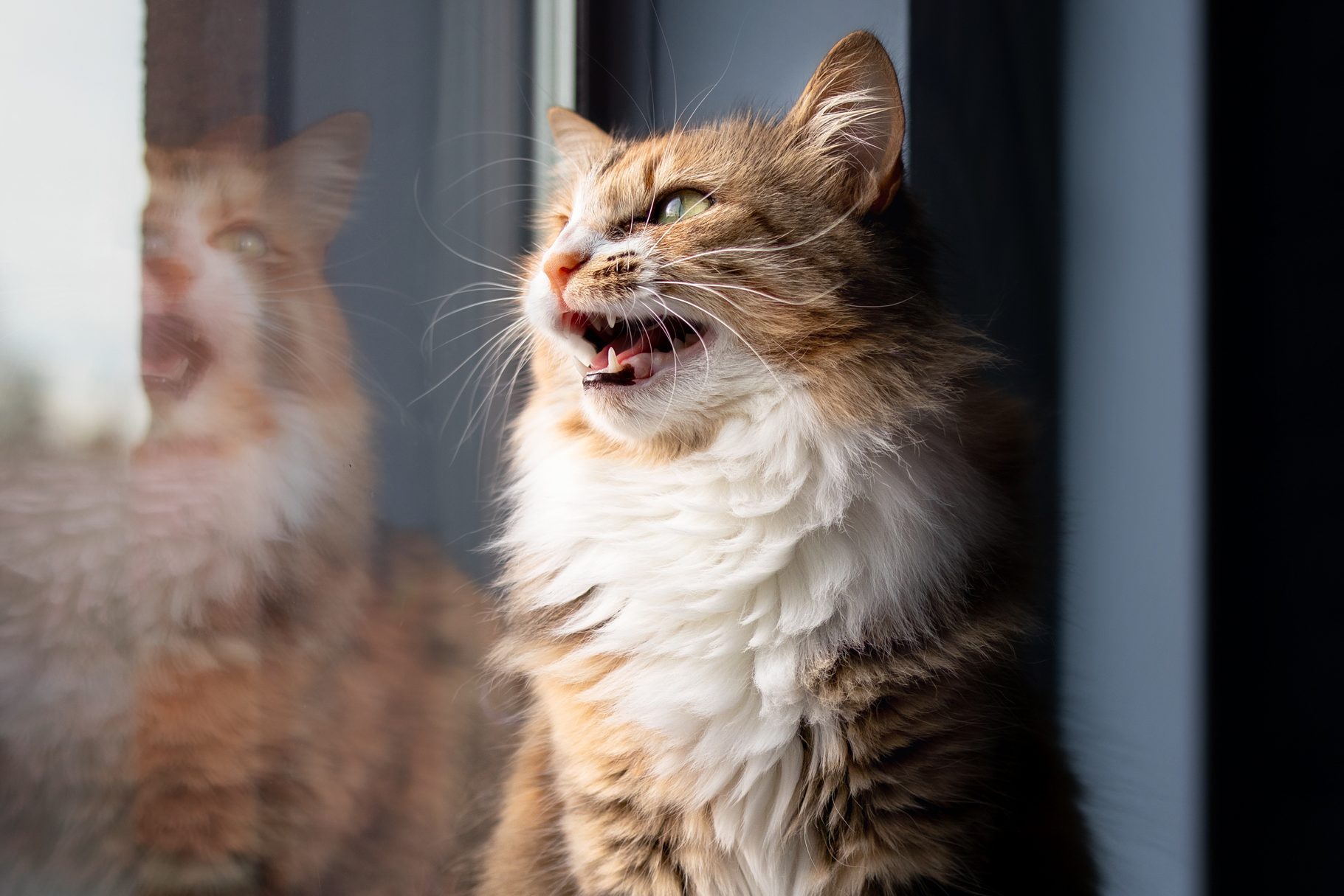 Why Do Cats Chirp? The Reasons Behind This Cute Sound