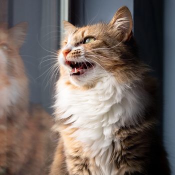 Cat snarling, displaying teeth, sits by a window, its reflection visible on the glass.