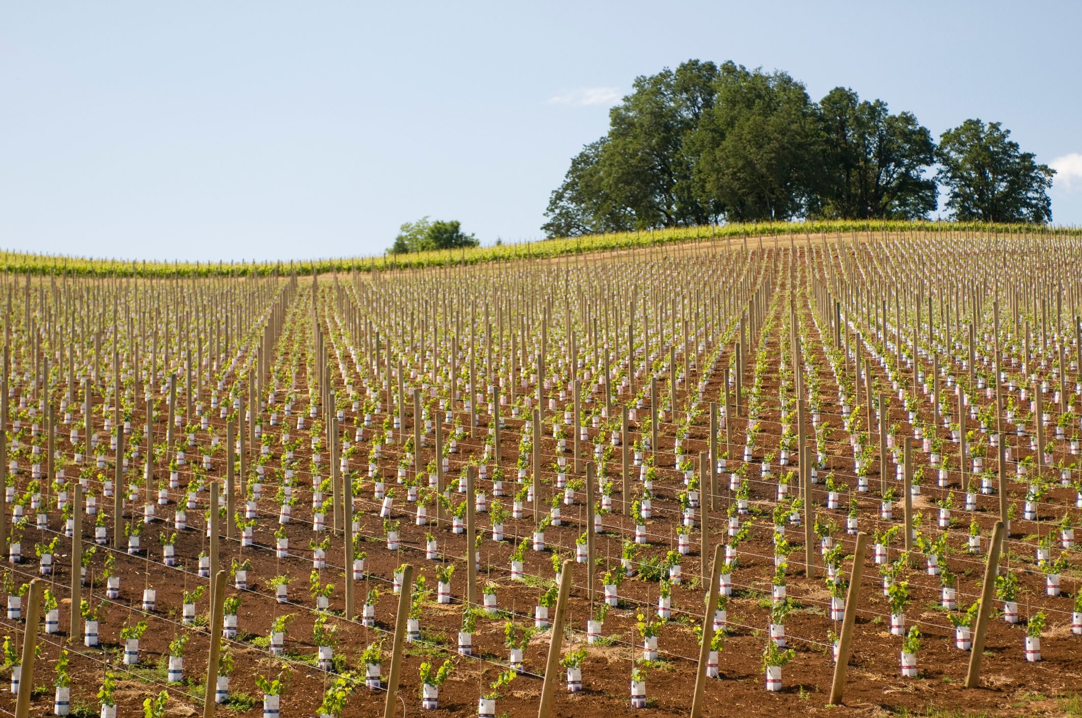 Vineyards along Hilltop Lane near McMinnville