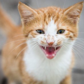 Cat meowing, displaying open mouth and whiskers, on a blurred grey background.