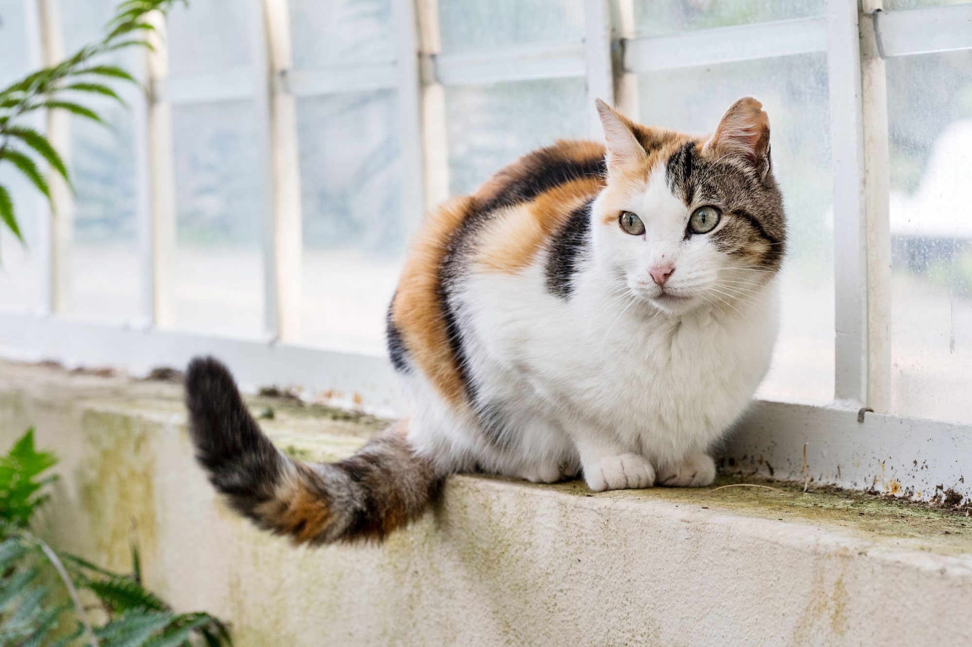 Why Do Cats Wag Their Tails?