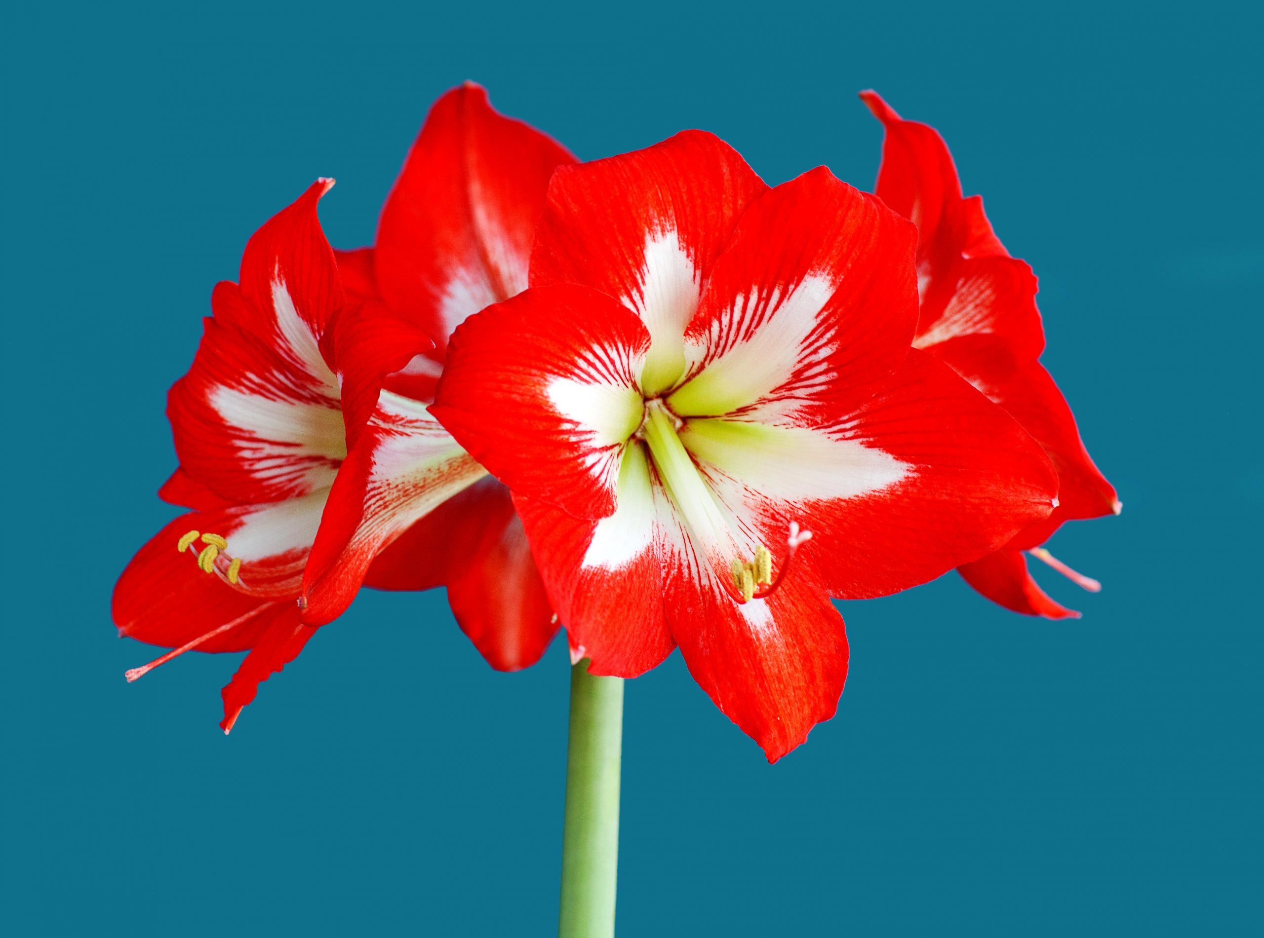 Amaryllis Gettyimages 1239983595 Jvedit