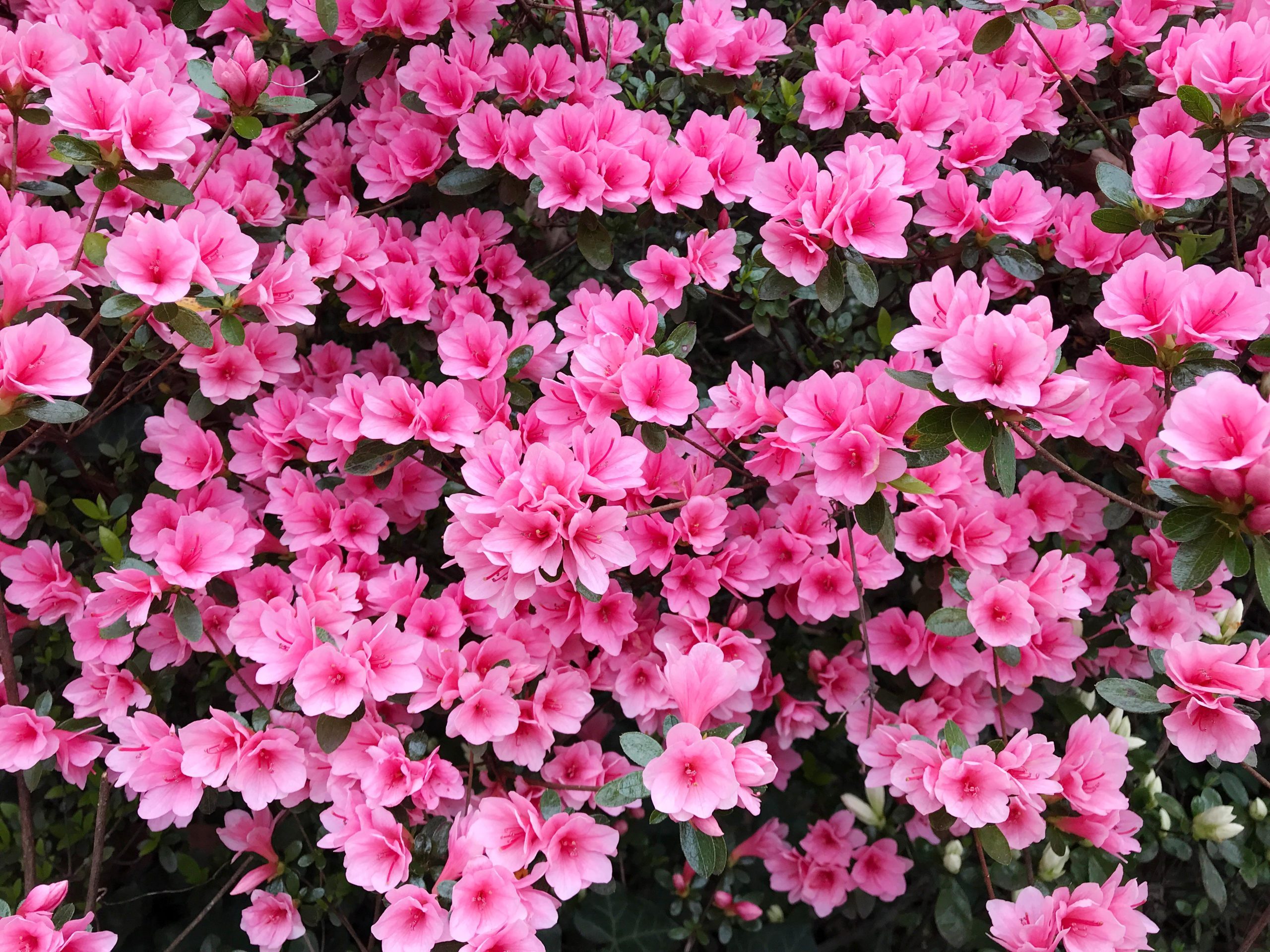 Pink Azalea Flowers from Above