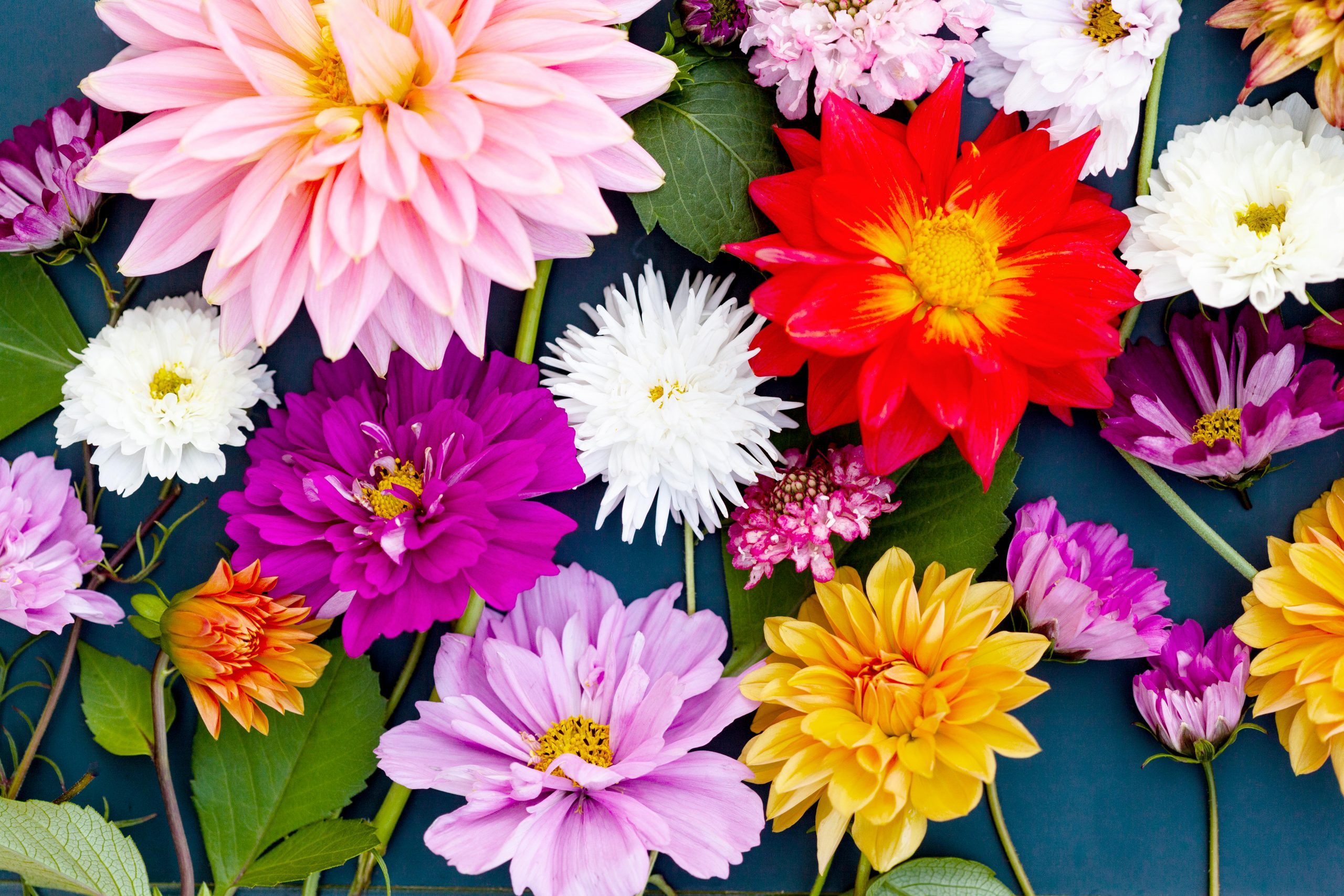 Mixed Colors Dahlia Flower Bloom Varieties