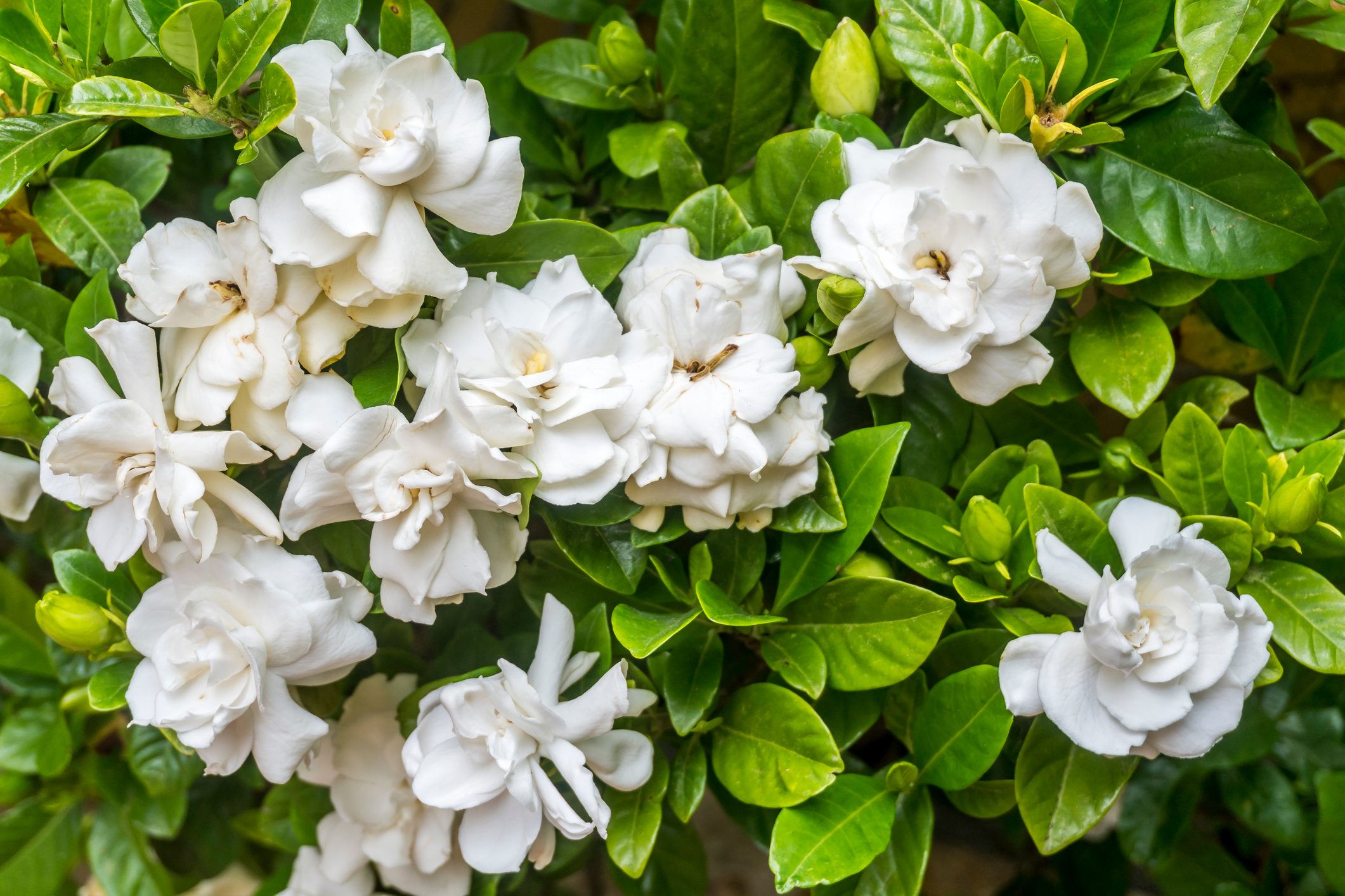 White gardenias flower blooms from above
