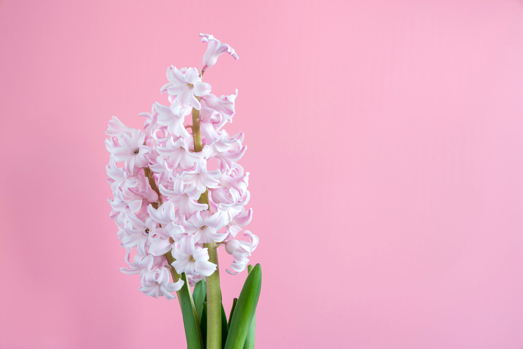 Pink Hyacinth flowers