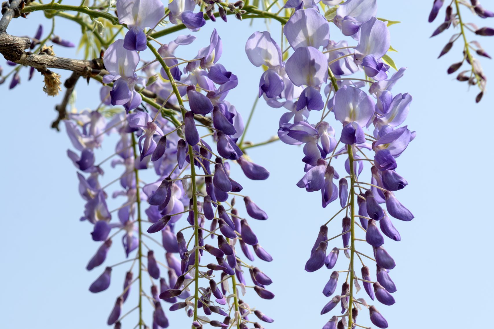 Young greenery and purple wisteria flowers