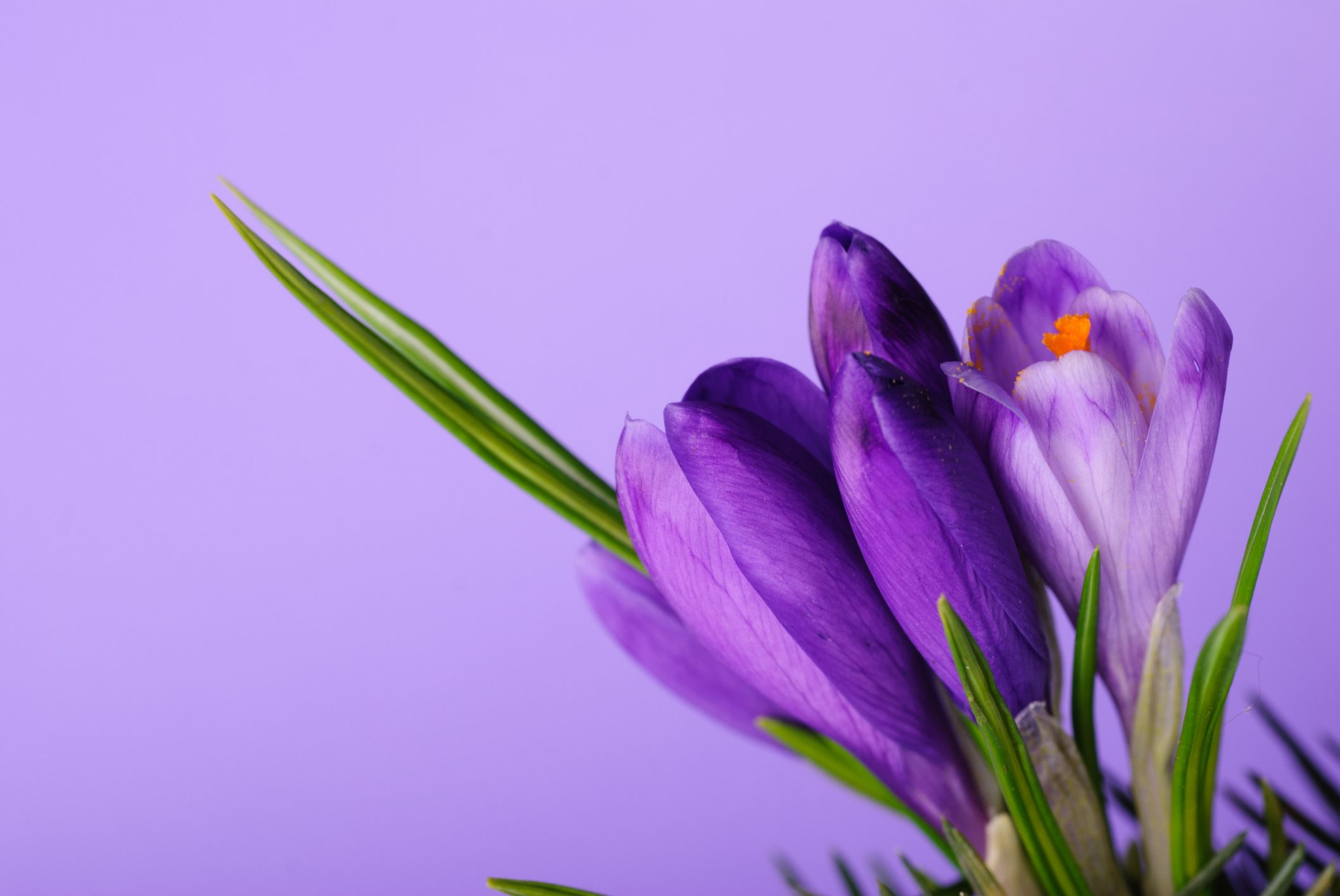 Close up of Purple Crocus flower