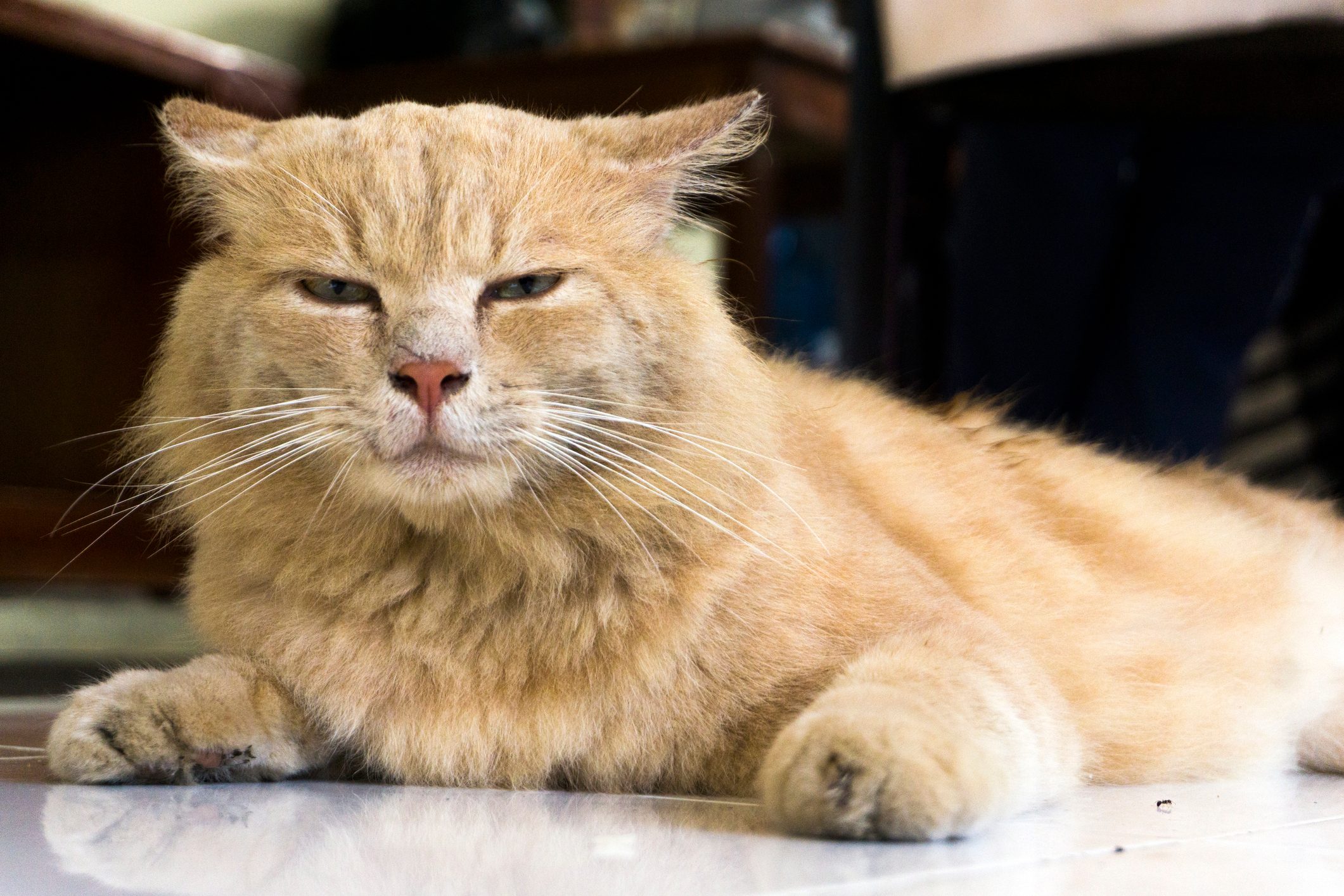 Turkish angora laying down on the floor