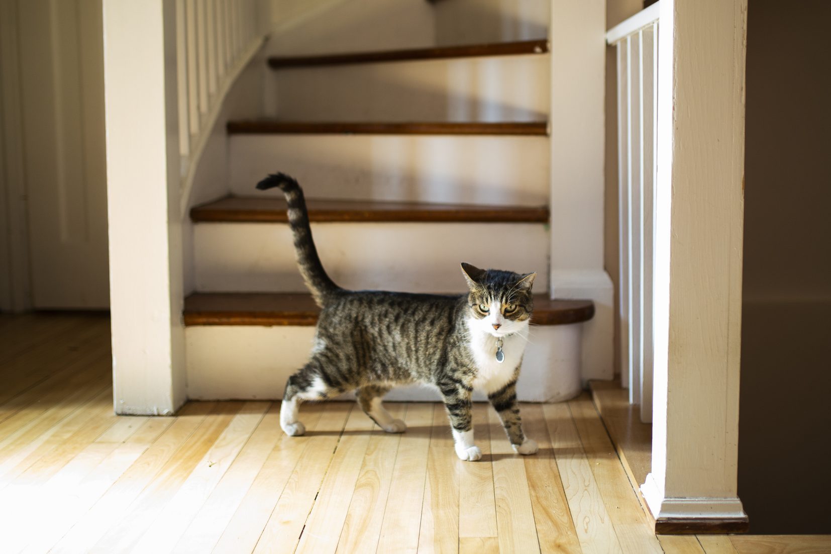 angry cat walking in a house with a twitching tail