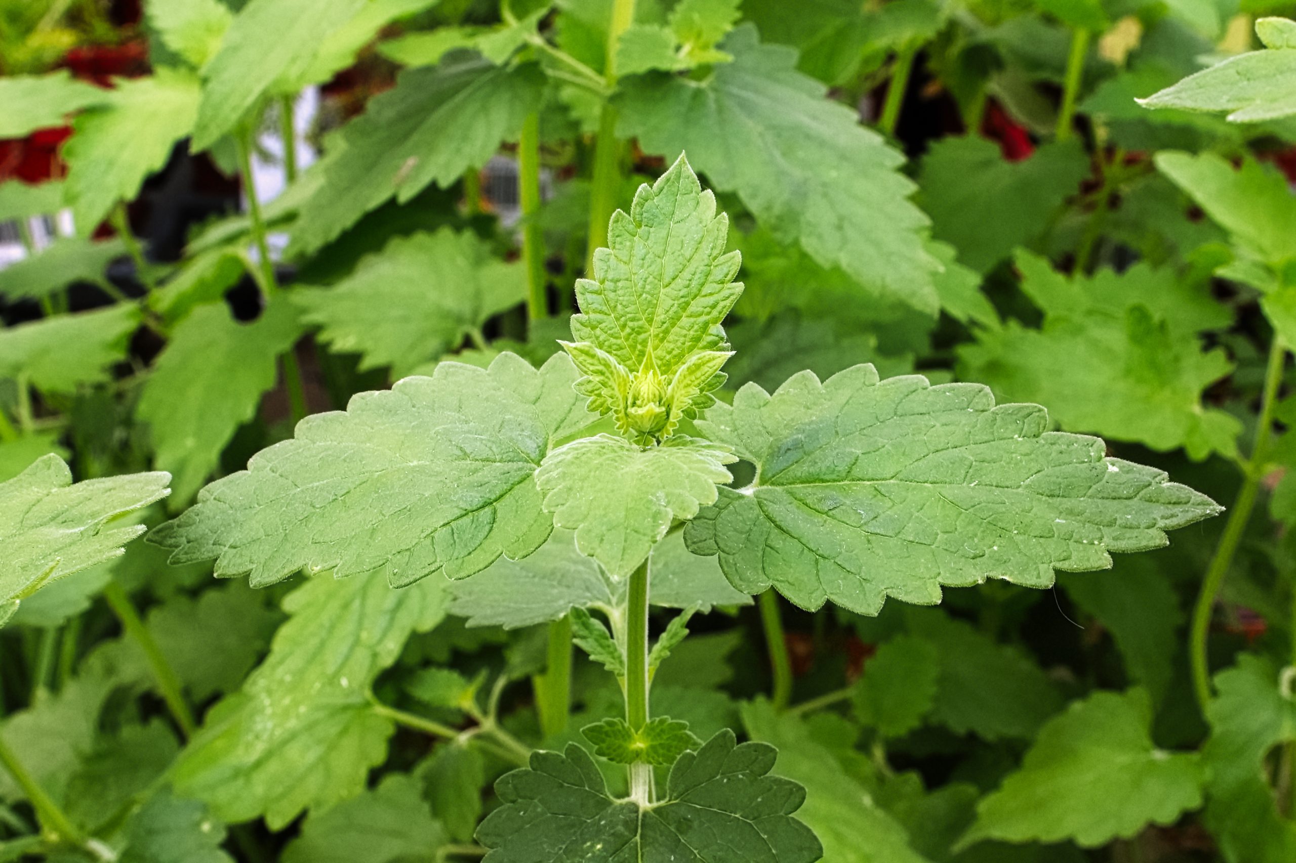 Closeup of fresh catnip leaves growing in a garden