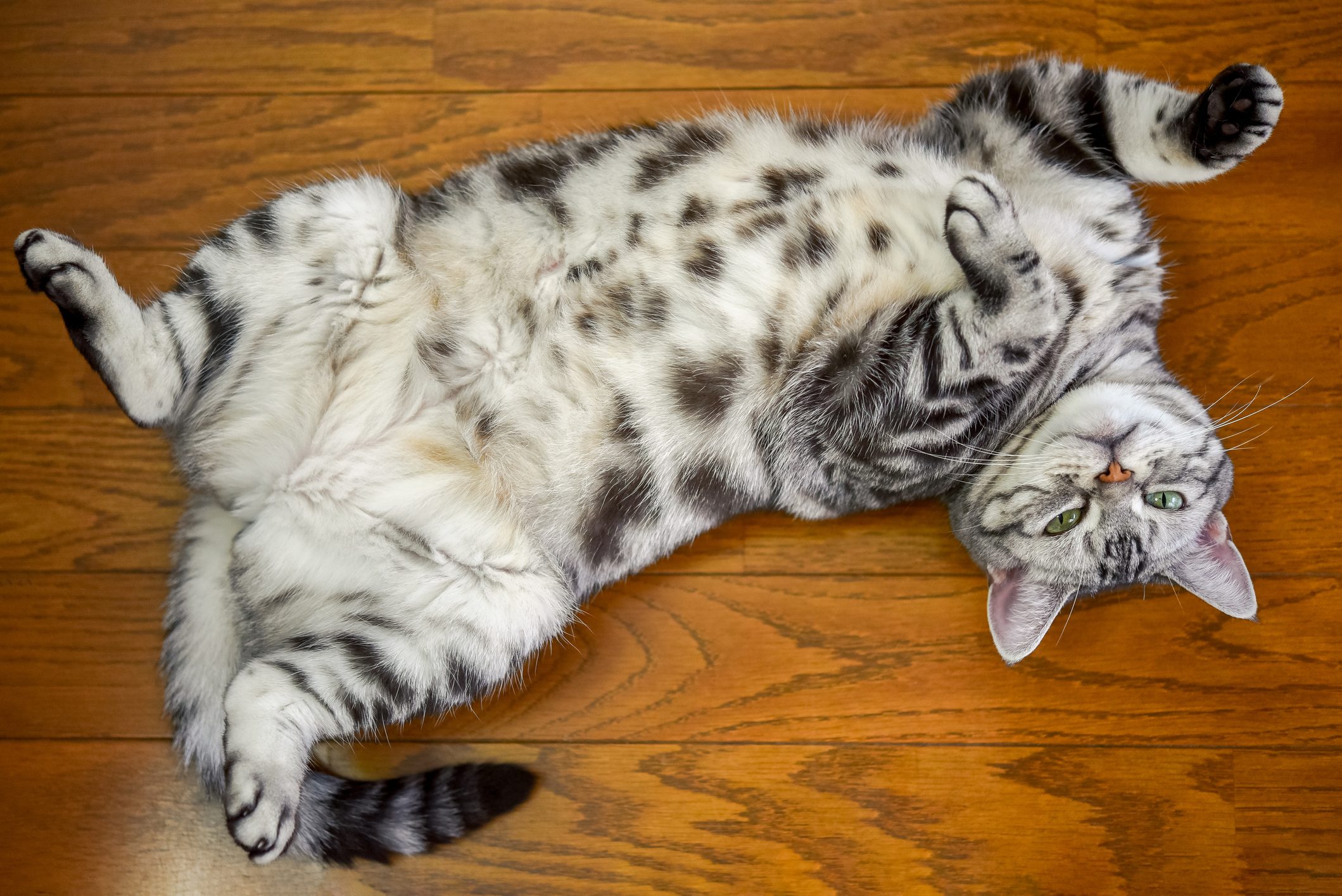 Cat lies upside down, paws in the air, on a wooden floor, displaying a spotted belly with a relaxed expression.