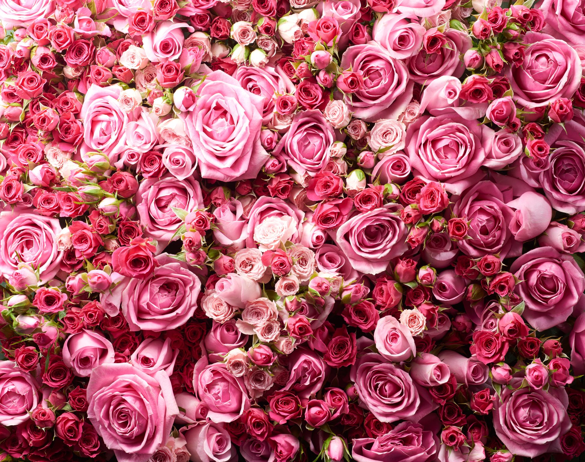 A bunch of pink tea roses close up view from above