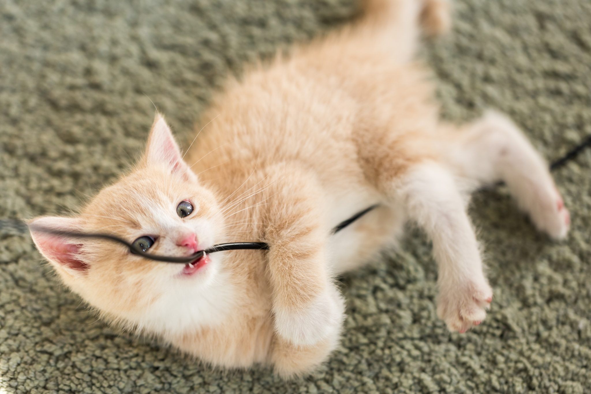 Kitten plays with a cable, lying on a textured green carpet, looking playful and curious.