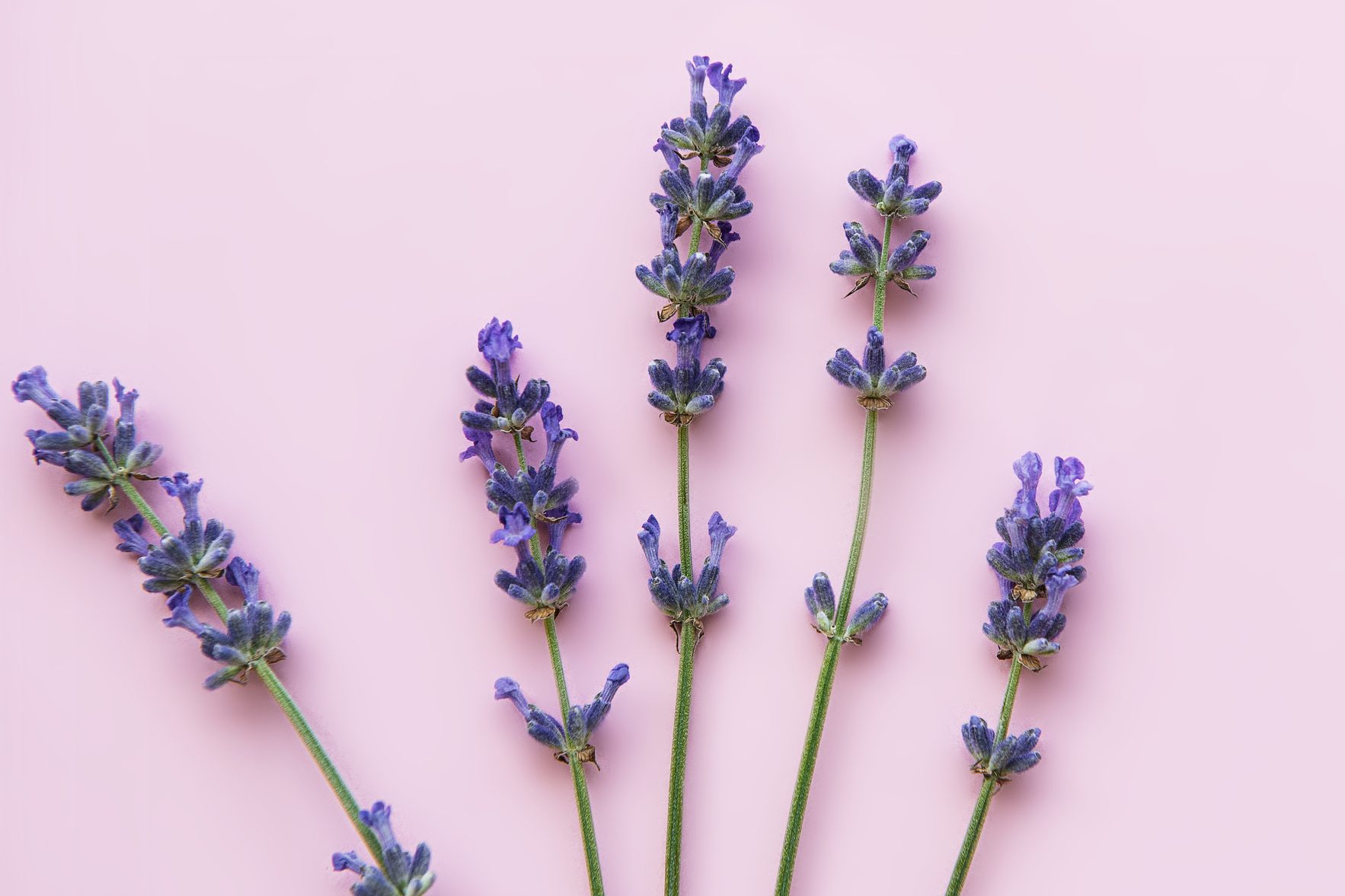 Fresh flowers of lavender, top view on pink background