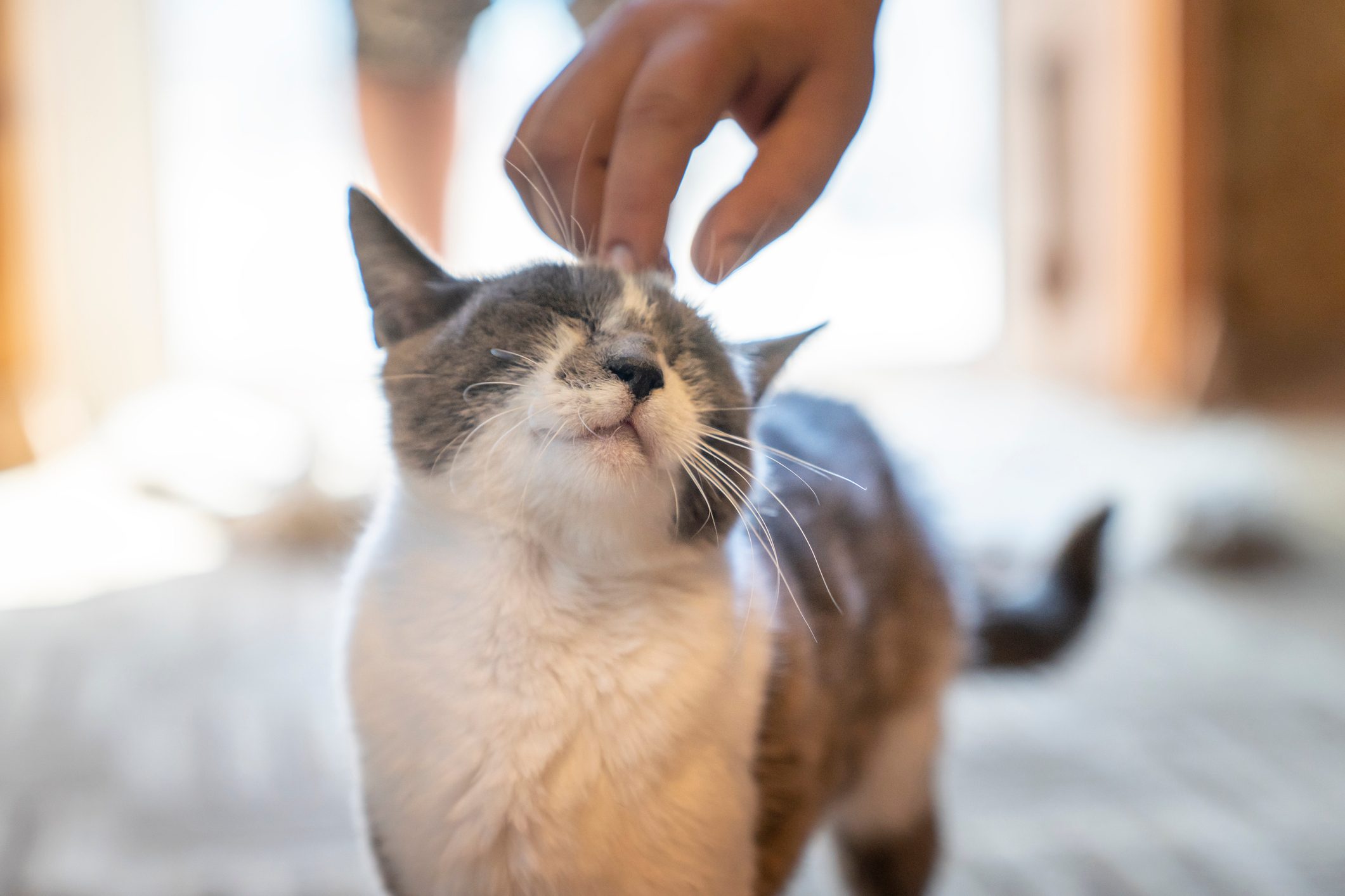 Cat enjoys head scratch from hand, indoors, basking in sunlight.